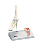 3B Scientific Anatomical Model - mini elbow joint with cross section of bone on base - Includes 3B Smart Anatomy