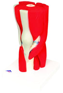 Anatomical Model - knee joint with removable muscles, 12-part