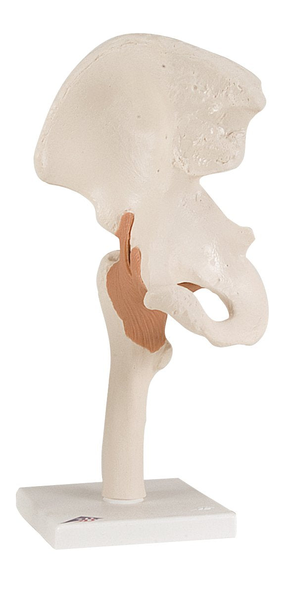 Anatomical Model - functional hip joint