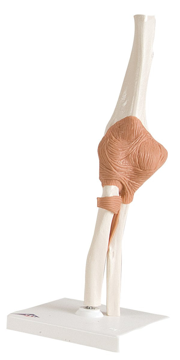 Anatomical Model - functional elbow joint
