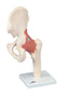 3B Scientific Anatomical Model - functional hip joint, deluxe - Includes 3B Smart Anatomy