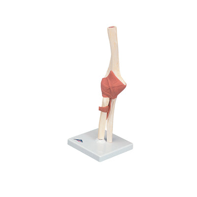 3B Scientific Anatomical Model - functional elbow joint, deluxe - Includes 3B Smart Anatomy