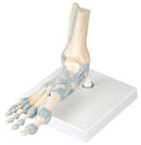 3B Scientific Anatomical Model - foot skeleton with ligaments - Includes 3B Smart Anatomy