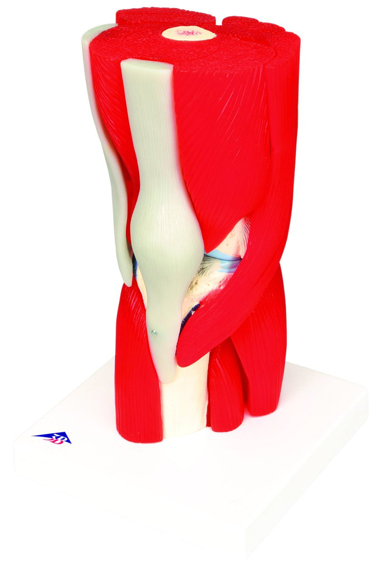 Anatomical Model - knee joint with removable muscles, 12-part