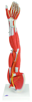 Anatomical Model - Regular muscular arm 6-part