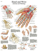 Anatomical Chart - hand & wrist, laminated