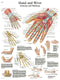 Anatomical Chart - hand & wrist, paper