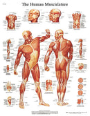Anatomical Chart - musculature, laminated