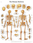 Anatomical Chart - human skeleton, laminated