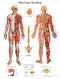 Anatomical Chart - nervous system chart, laminated